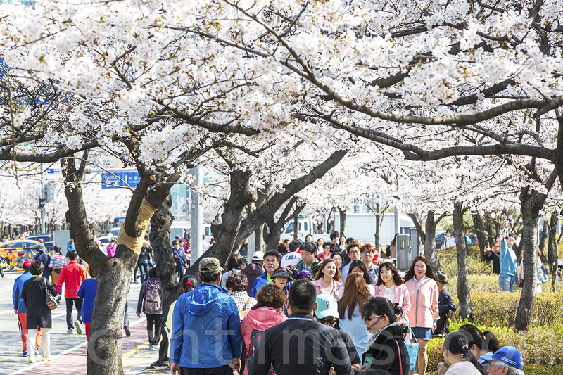 主辦方預估今年賞花遊客可達600萬人。（全景林／大紀元）