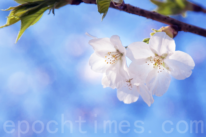 春花慶典期間櫻花盛開。（全景林／大紀元）