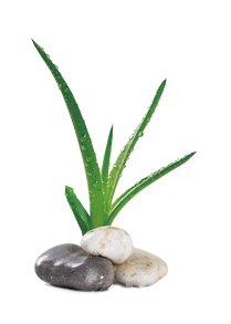 蘆薈放在浴室很恰當