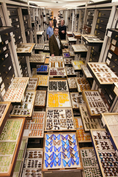 昆蟲標本保管室。(Chip Clark/Smithsonian)