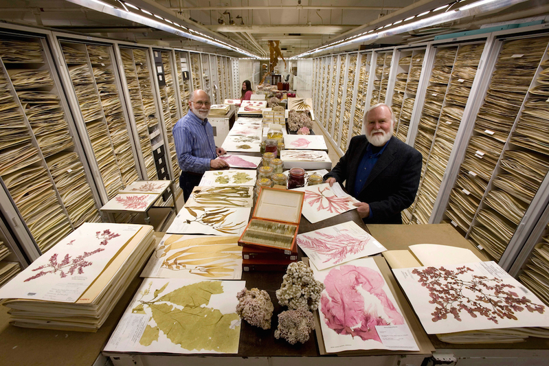 美國國立自然史博物館植物標本部的藻類植物標本保管室。(Chip Clark/Smithsonian)