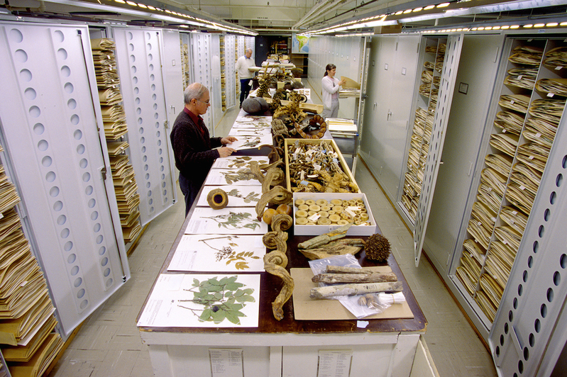 植物標本保管室。(Chip Clark/Smithsonian)