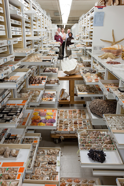 無脊椎動物標本保管室。(Chip Clark/Smithsonian)